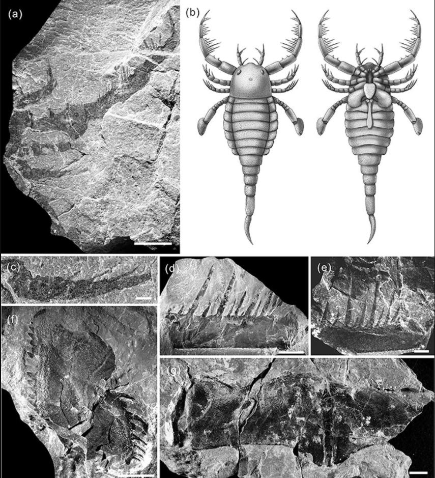 First mixopterid eurypterids (Arthropoda: Chelicerata) from the Lower Silurian of South China_4