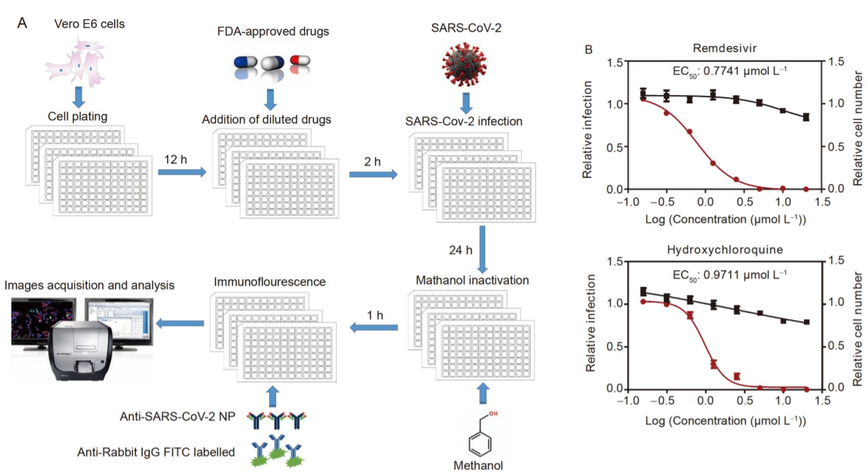 Discovery of potential anti-SARS-CoV-2 drugs based on large-scale screening in vitro and effect evaluation in vivo_4