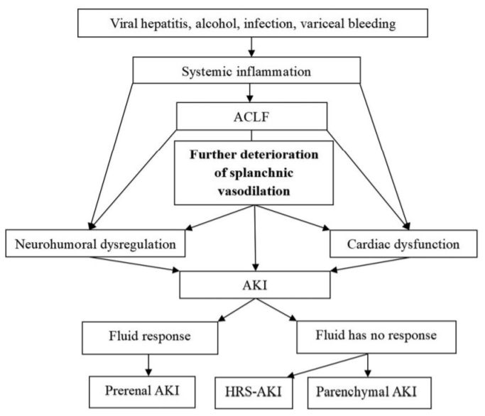 Hepatorenal syndrome in acute-on-chronic liver failure with acute kidney injury: more questions requiring discussion_3