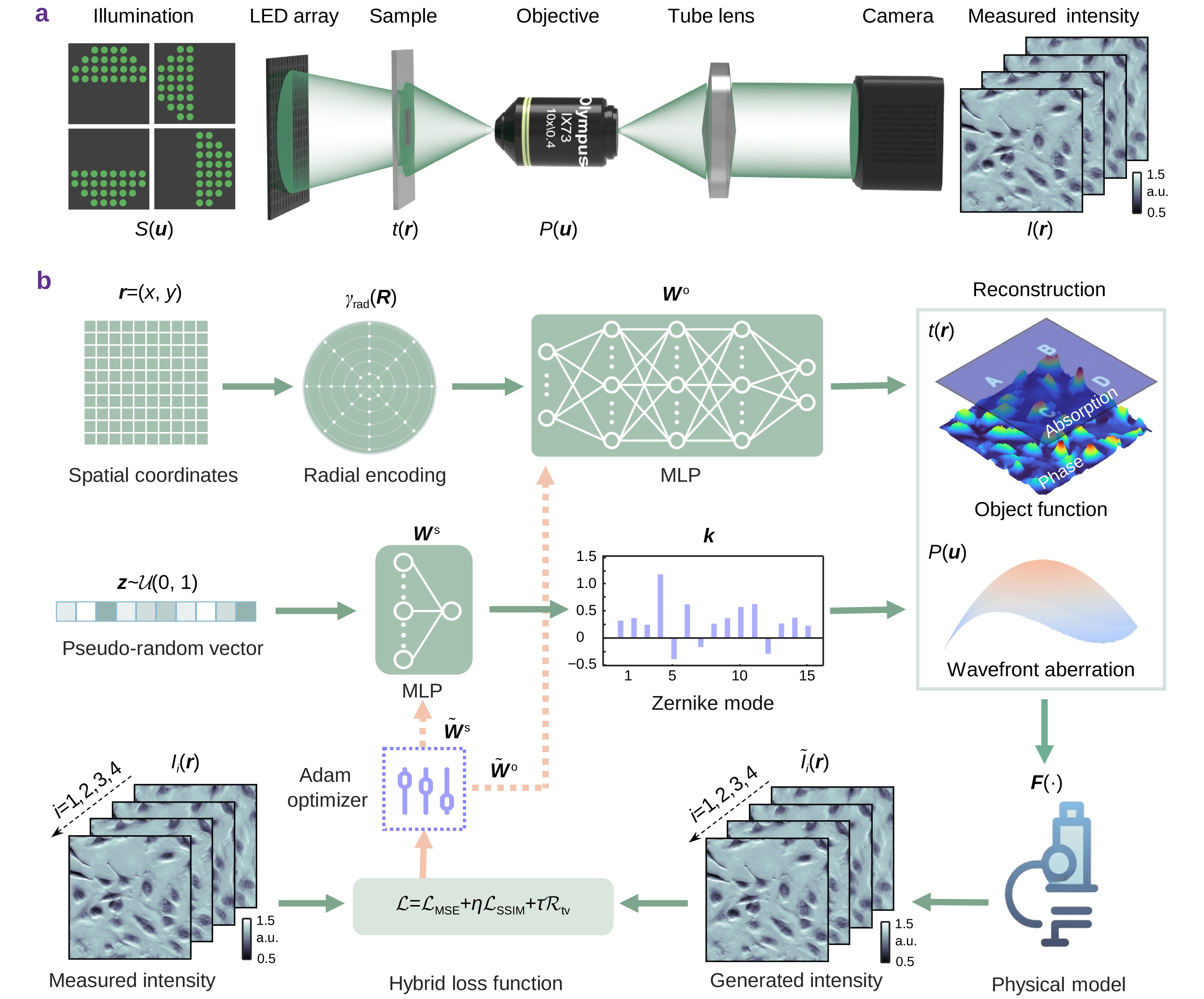 Physics-informed neural fields enable blind aberration correction for partially coherent quantitative phase imaging_4