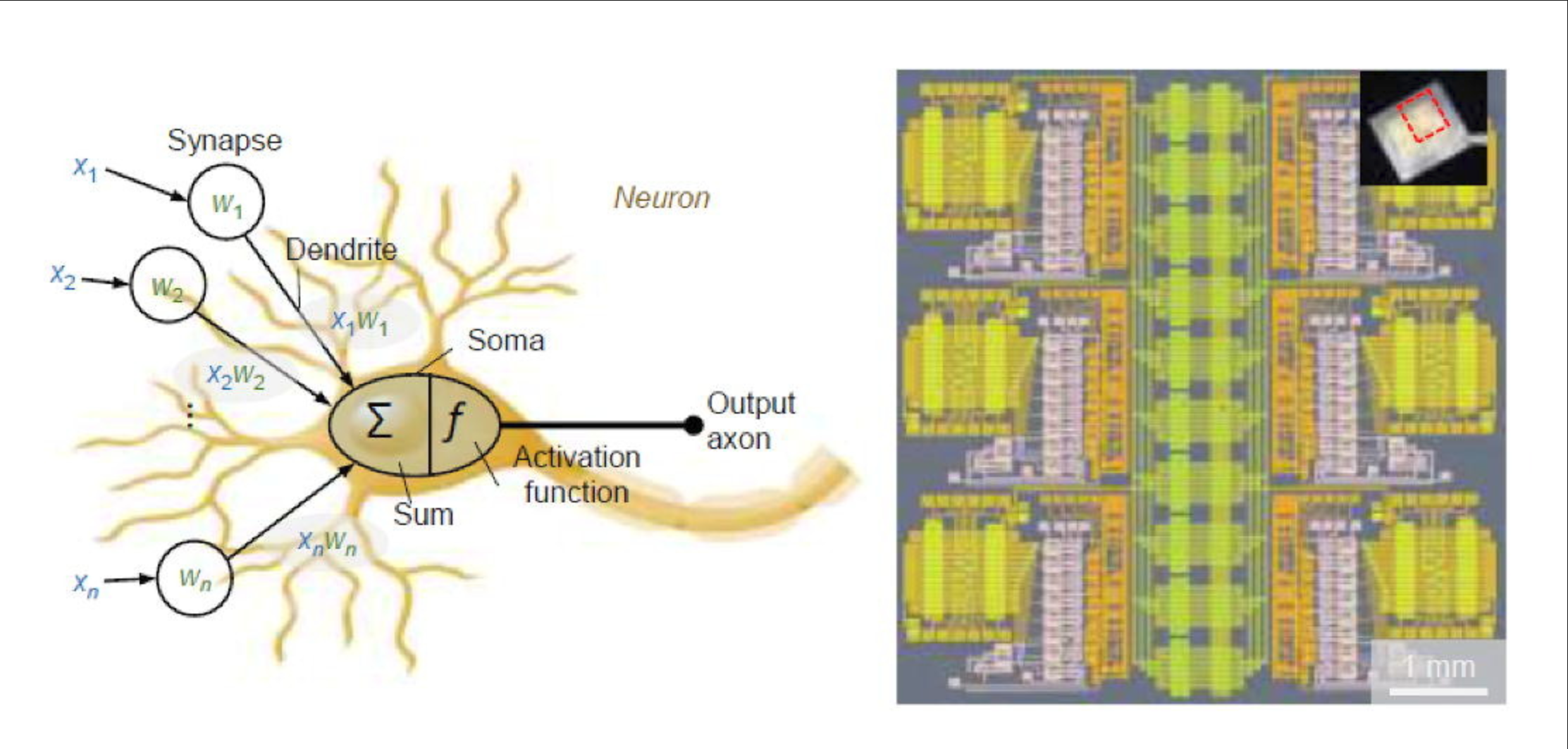 An artificial neural network chip based on two-dimensional semiconductor_3