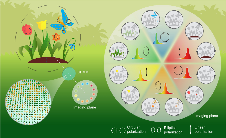 Multi-foci metalens for spectra and polarization ellipticity recognition and reconstruction_3