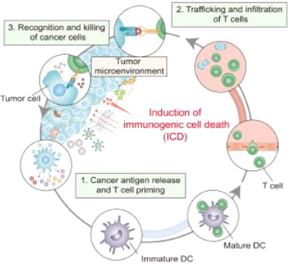 Applying nanotechnology to boost cancer immunotherapy by promoting immunogenic cell death_4