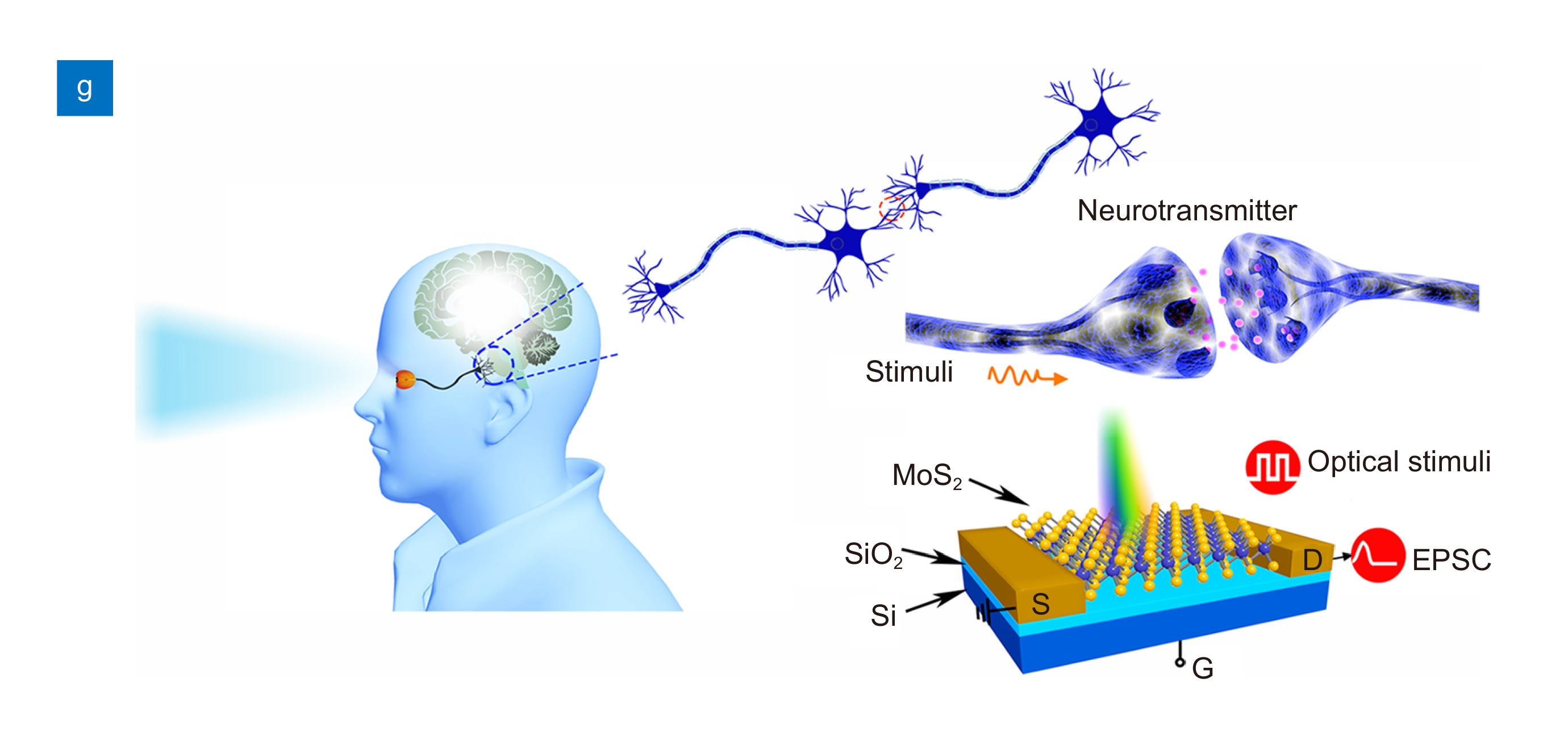 Photonic synapses with ultralow energy consumption for artificial visual perception and brain storage_4