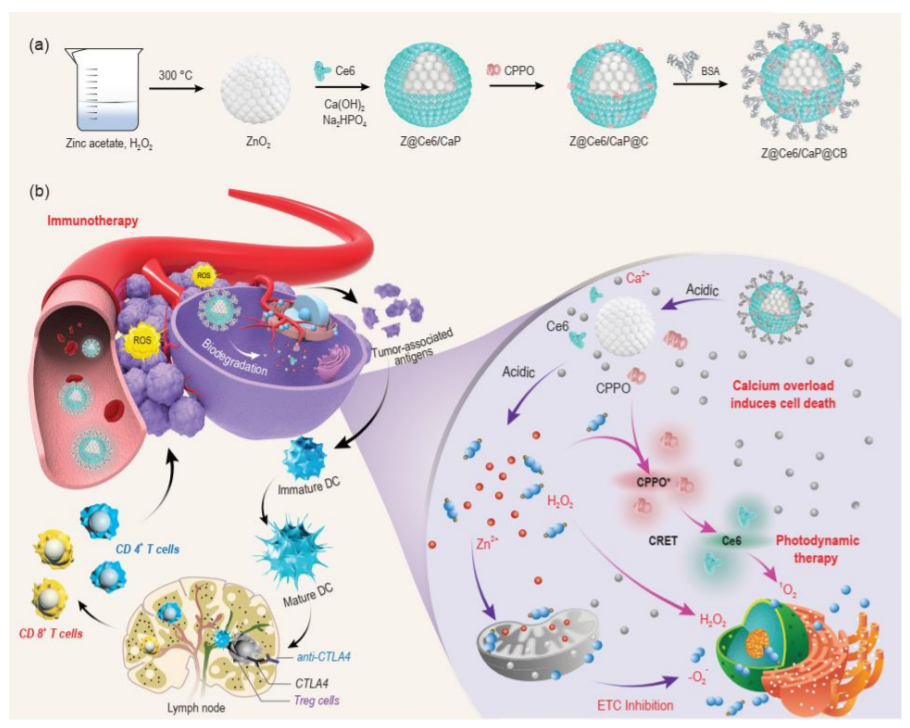 Cascade-responsive Nanobomb with domino effect for anti-tumor synergistic therapies_4