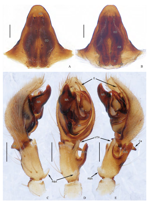 Taxonomy notes on twenty-eight spider species (Arachnida: Araneae) from Asia_5