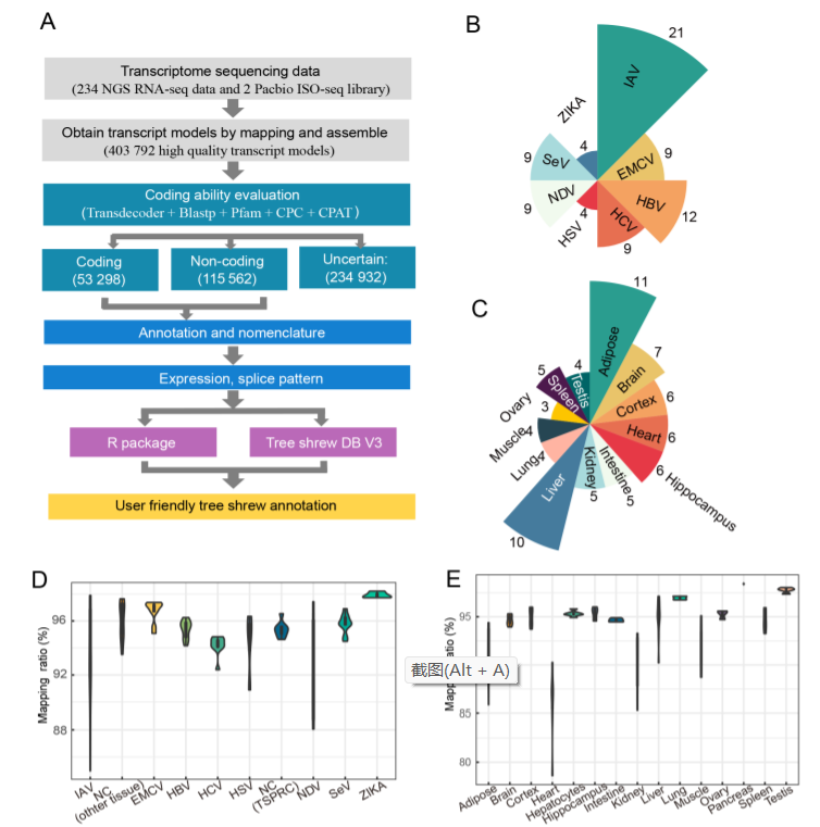 Comprehensive annotation of the Chinese tree shrew genome by large-scale RNA sequencing and long-read isoform sequencing_4