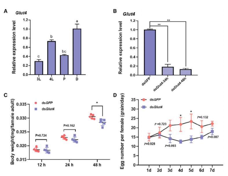 Involvement of glucose transporter 4 in ovarian development and reproductive maturation of Harmonia axyridis (Coleoptera: Coccinellidae)_4