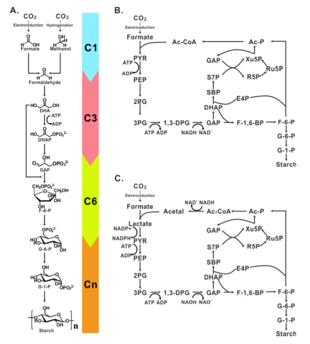 Cell-free chemoenzymatic starch synthesis from carbon dioxide_3