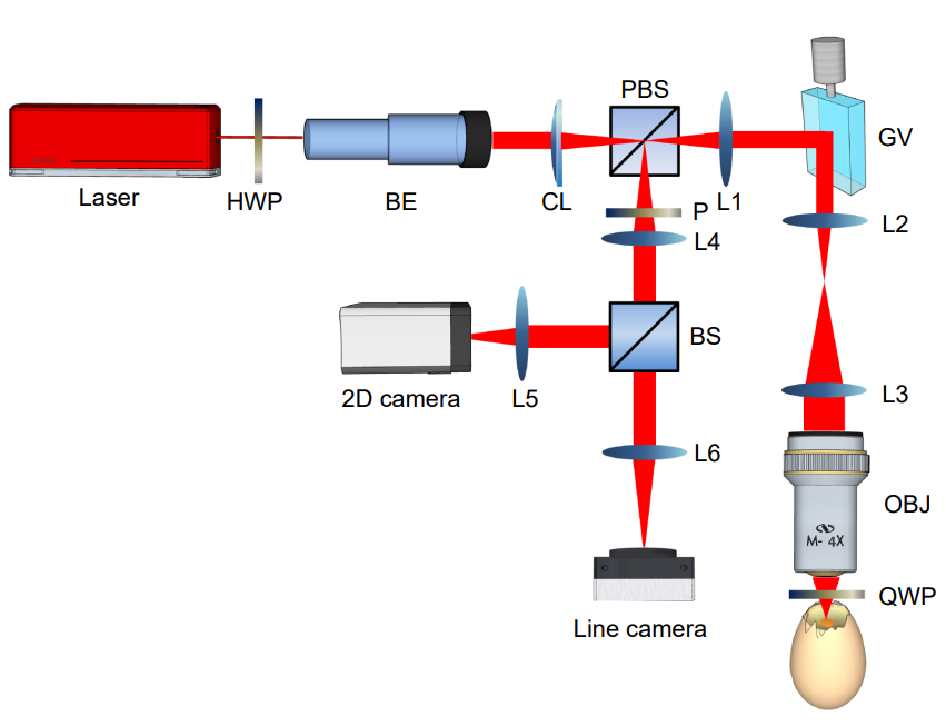 Confocal laser speckle autocorrelation imaging of dynamic flow in microvasculature_3