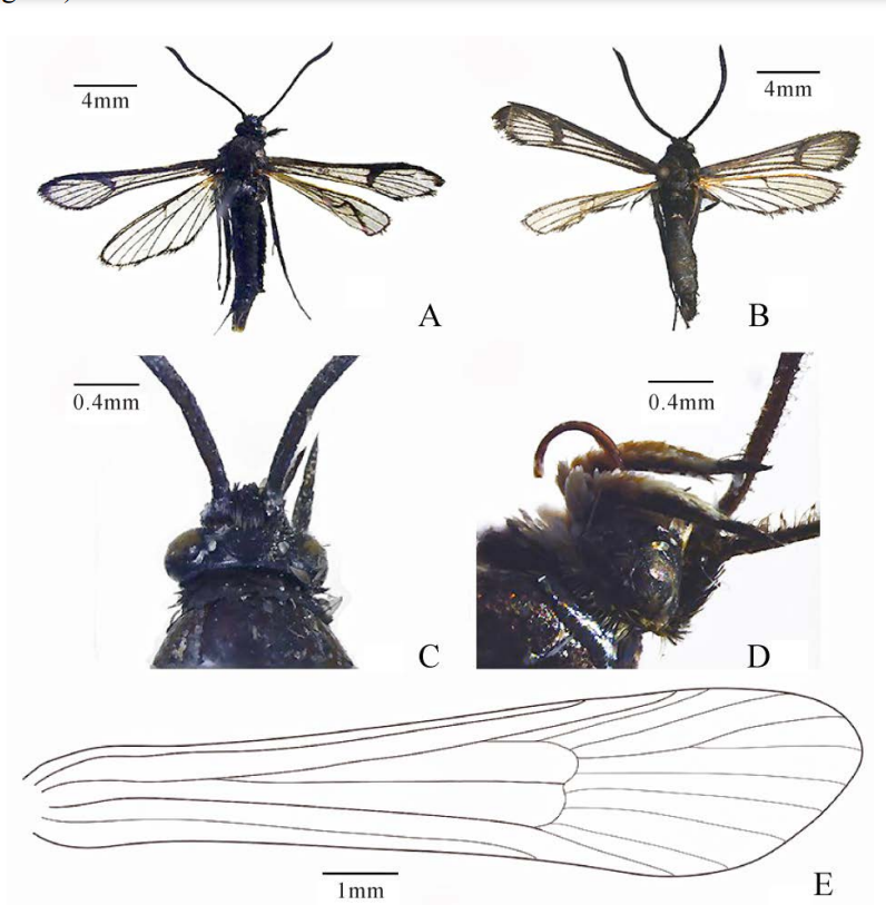 A new species in the genus Synanthedon (Lepidoptera: Sesiidae) from China_3