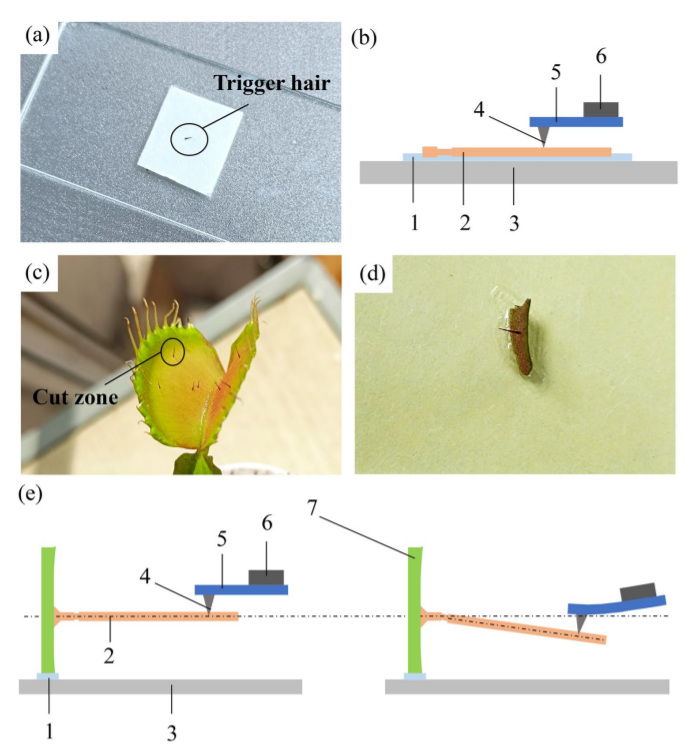 Research on Material and Morphological Structure of Venus Flytrap Trigger Hair_3