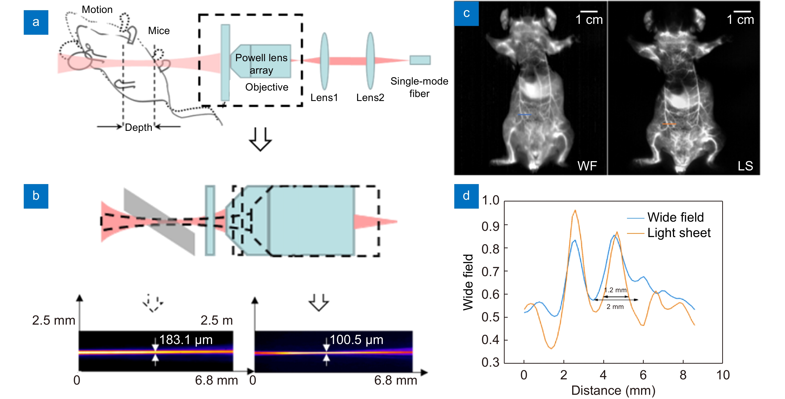 Deep learning enhanced NIR-II volumetric imaging of whole mice vasculature_4