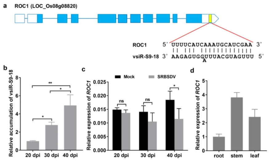 A virus-derived small RNA targets the rice transcription factor ROC1 to induce disease-like symptom_3