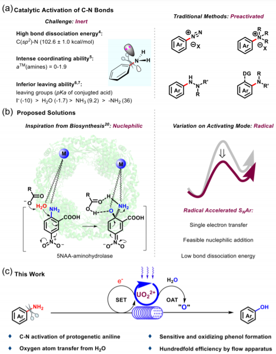 From aniline to phenol: carbon-nitrogen bond activation via uranyl photoredox catalysis_3