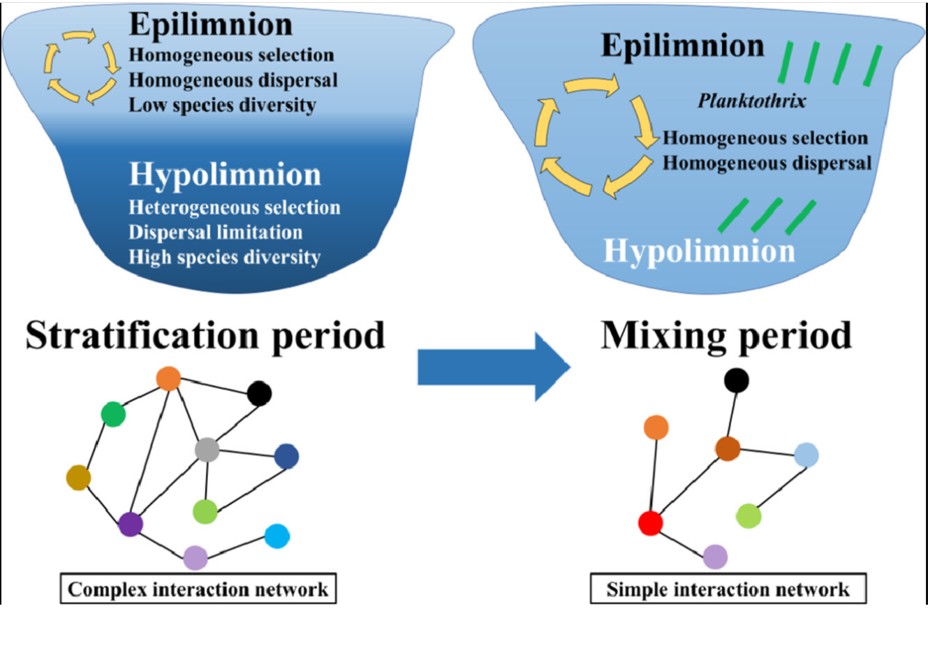 Mixing regime shapes the community assembly process, microbial interaction and proliferation of cyanobacterial species Planktothrix in a stratified lake_4