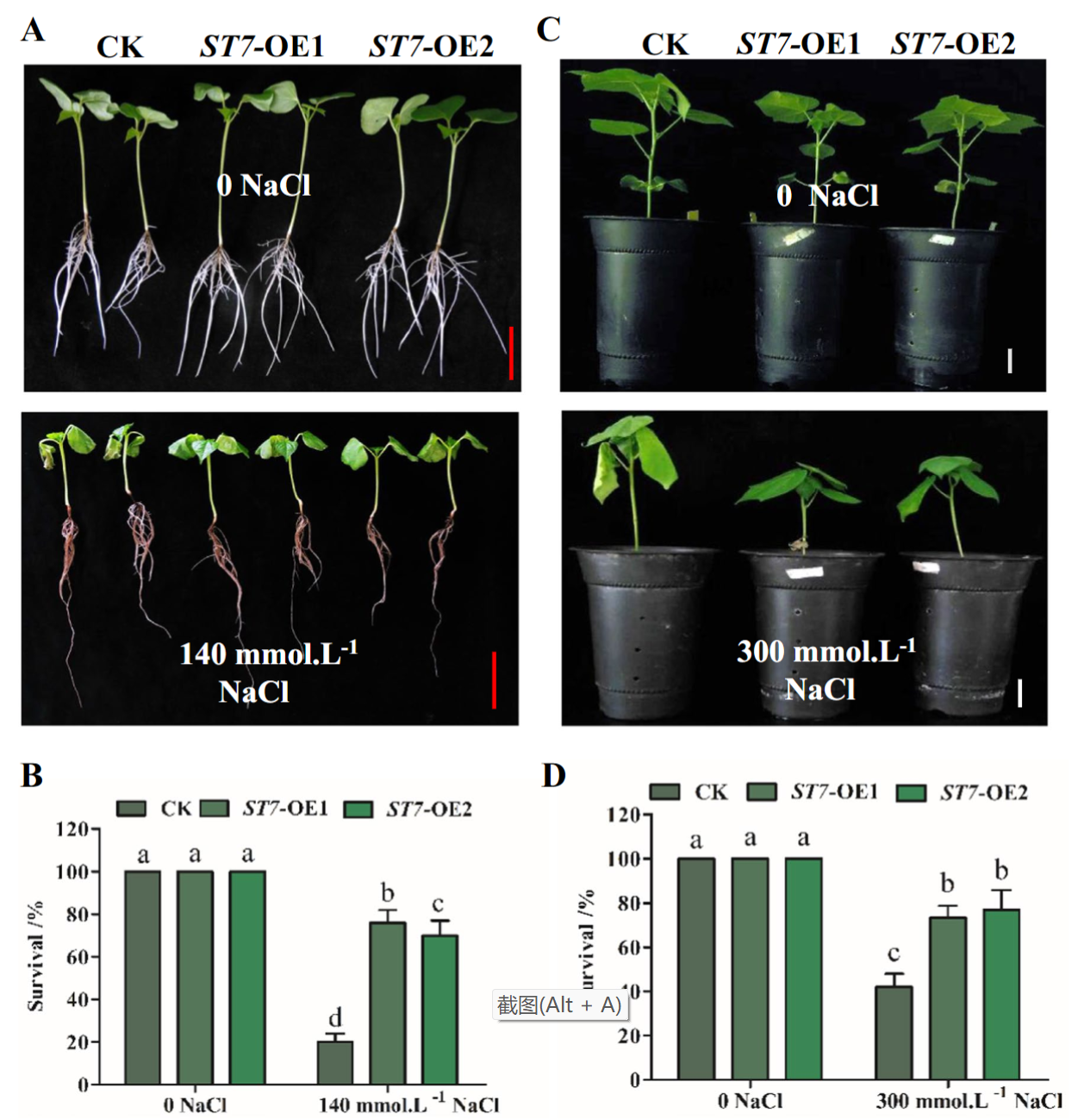 Evaluation of Thellungiella halophila ST7 for improving salt tolerance in cotton_4