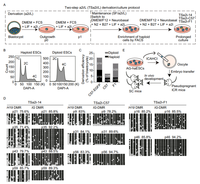 Epigenetic integrity of paternal imprints enhances the developmental potential of androgenetic haploid embryonic stem cells_4