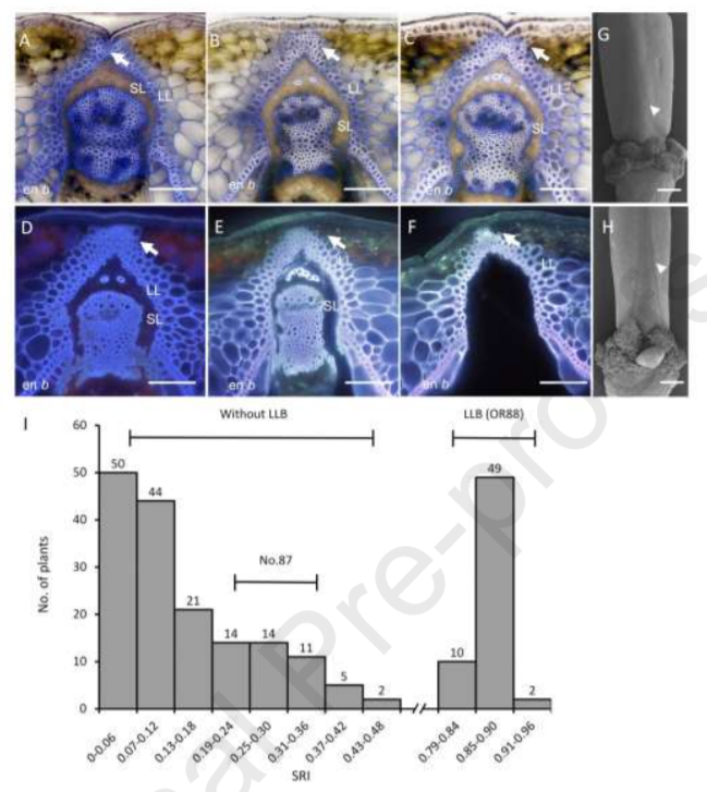 A lignified-layer bridge controlled by a single recessive gene is associated with high pod-shatter resistance in Brassica napus L_3