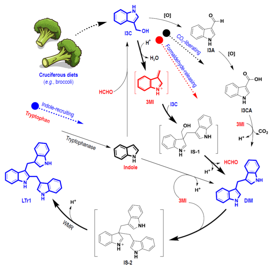 Post-ingestion conversion of dietary indoles into anticancer agents_3