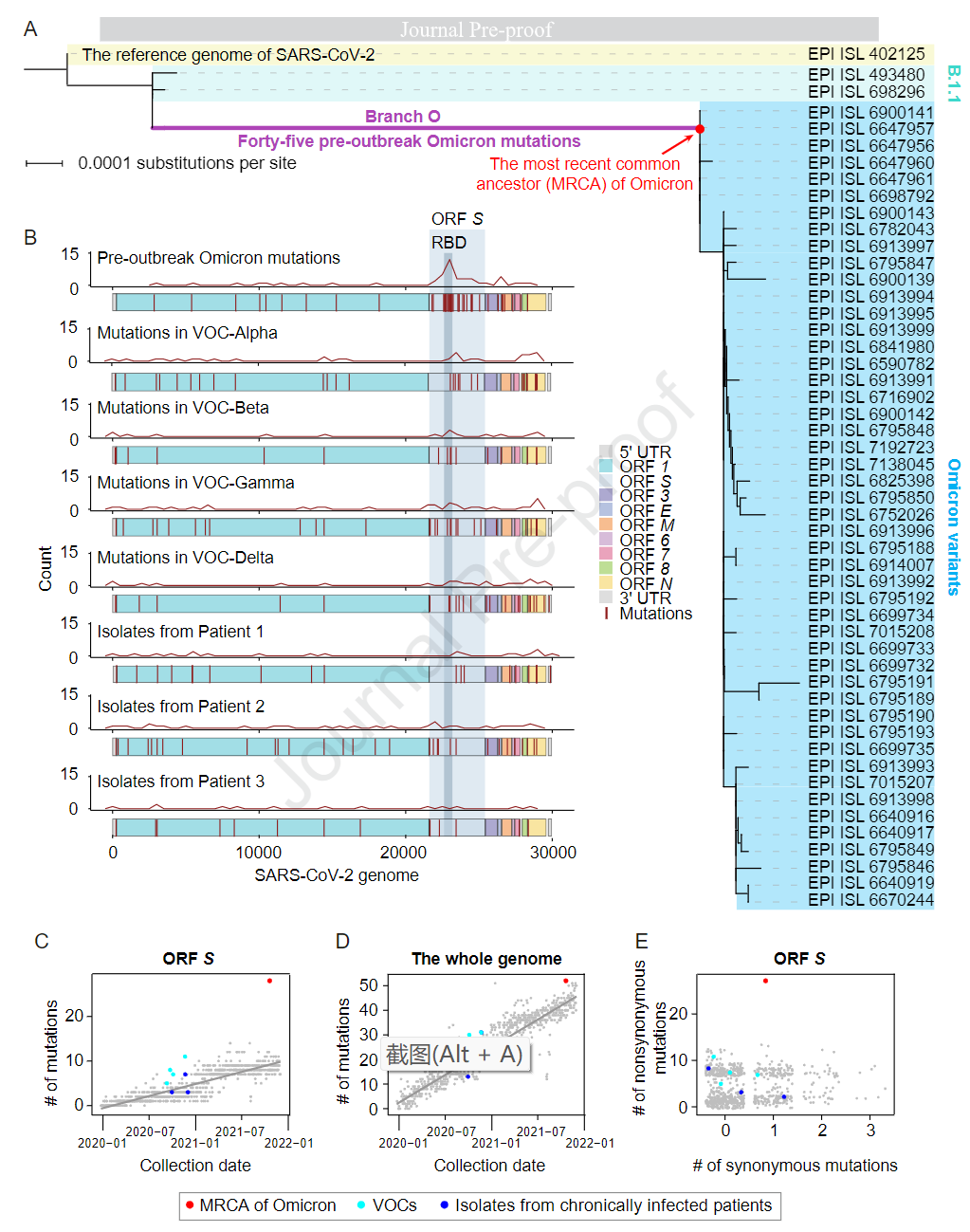 Evidence for a mouse origin of the SARS-CoV-2 Omicron variant_4