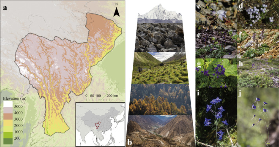 Elevational patterns of functional diversity and trait of Delphinium (Ranunculaceae) in Hengduan Mountains, China_4
