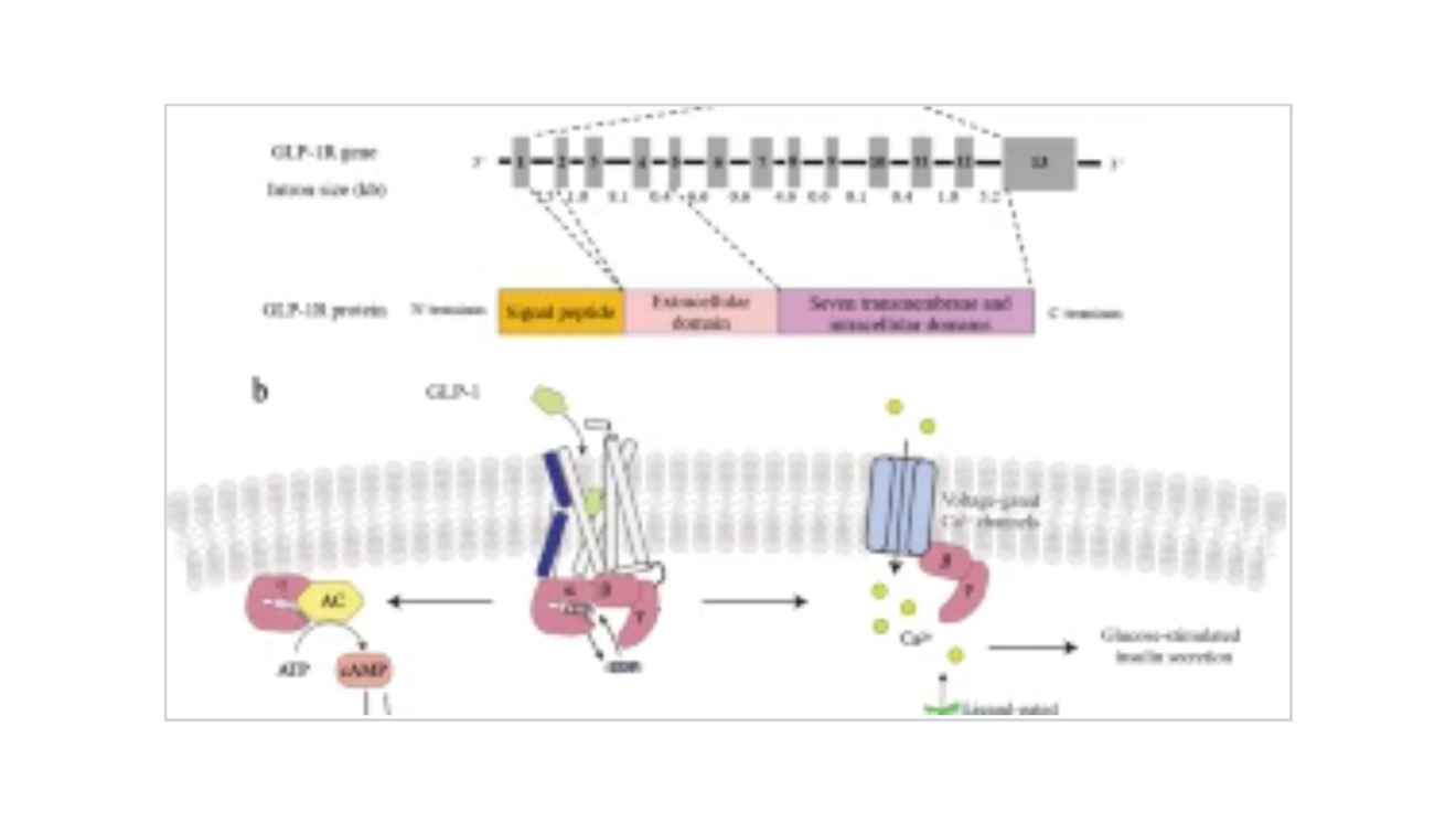 GLP-1 mimetics as a potential therapy for nonalcoholic steatohepatitis_3