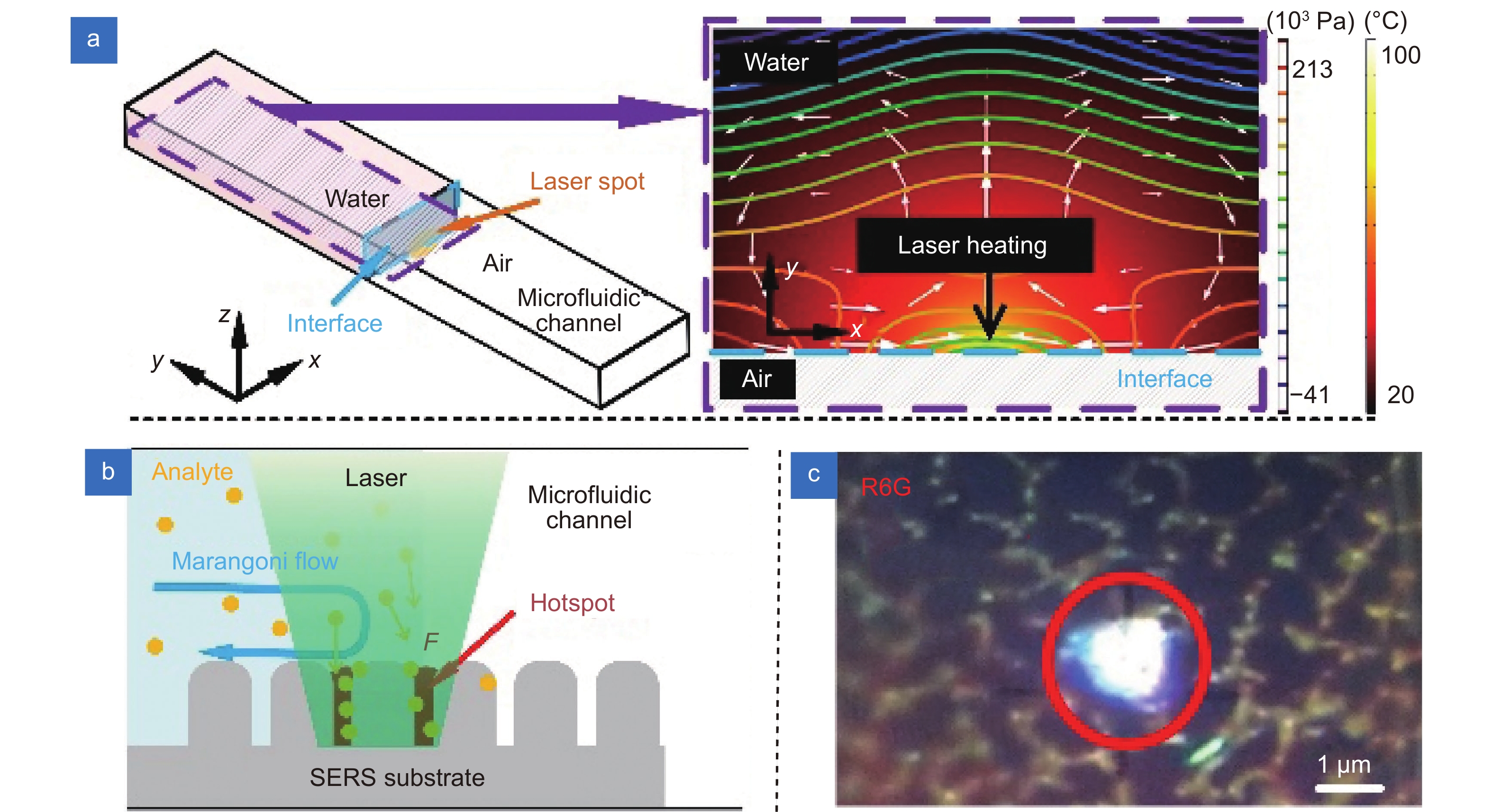 Label-free trace detection of bio-molecules by liquid-interface assisted surface-enhanced Raman scattering using a microfluidic chip_3
