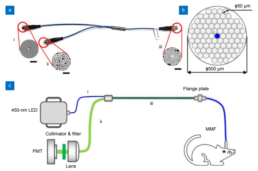 All-fiber-transmission photometry for simultaneous optogenetic stimulation and multi-color neuronal activity recording_4