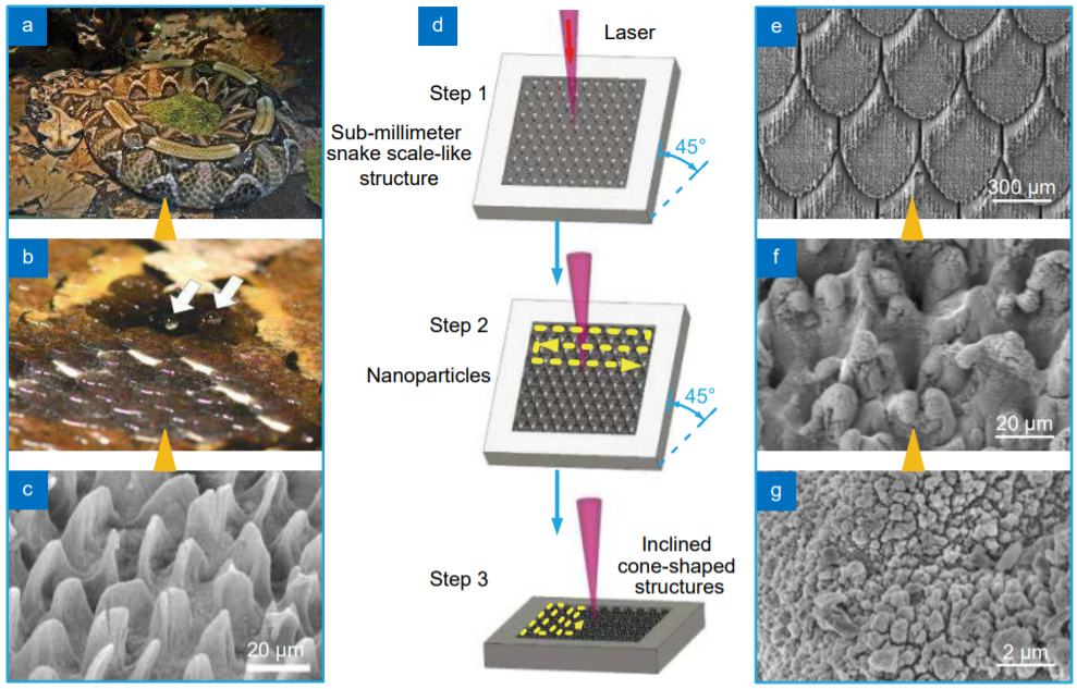 Directional sliding of water: biomimetic snake scale surfaces_3