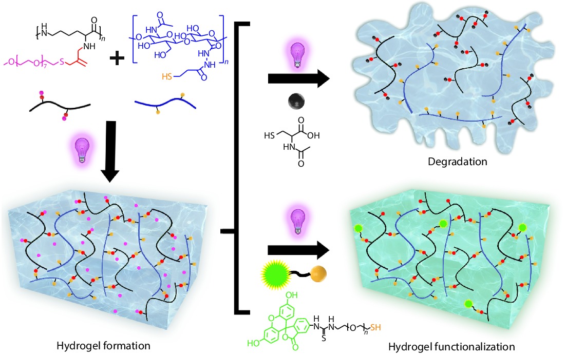 Hydrogels with Dynamically Controllable Mechanics and Biochemistry for 3D Cell Culture Platforms_4