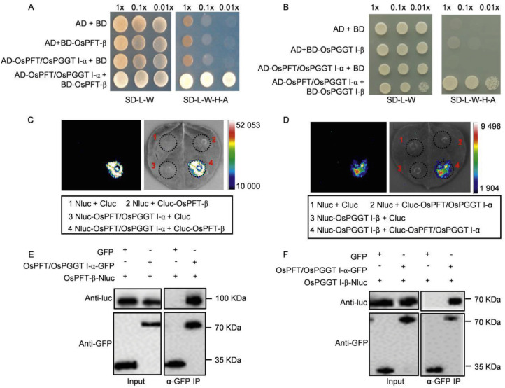 Cloning and Characterization of Protein Prenyltransferase Alpha Subunit in Rice_3