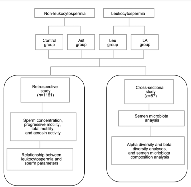 Semen microbiota in normal and leukocytospermic males_4