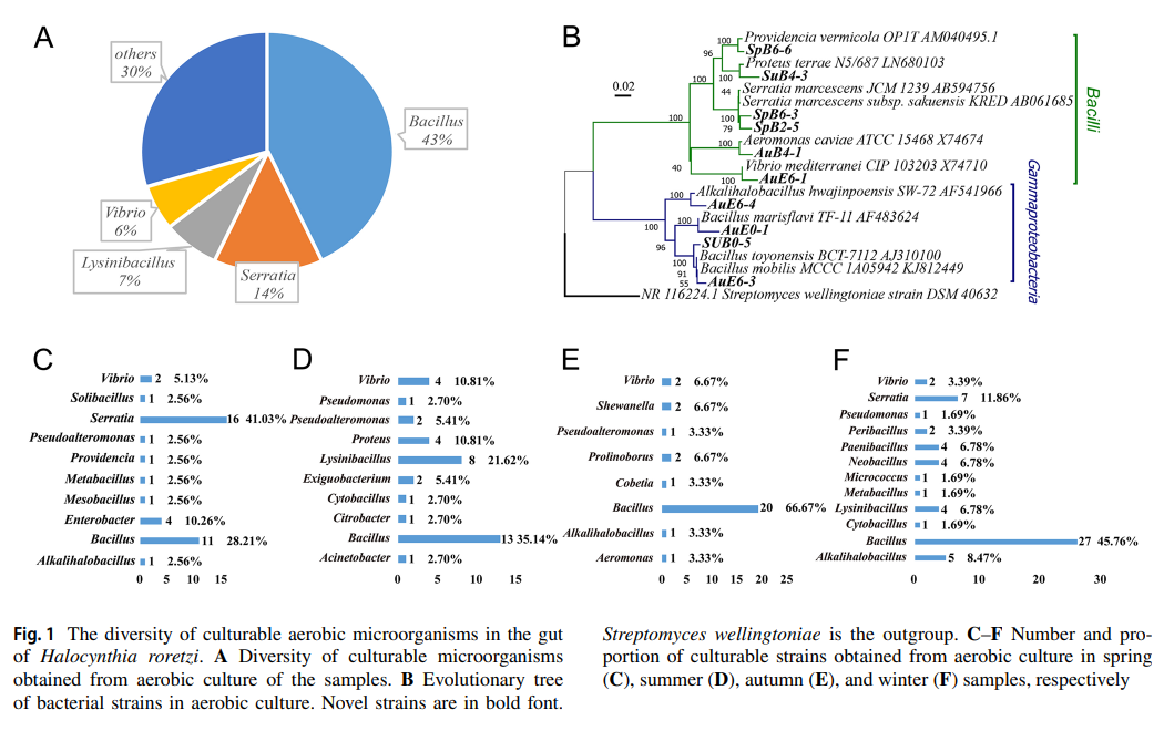 Cultivation of gut microorganisms of the marine ascidian Halocynthia roretzi reveals their potential roles in the environmental adaptation of their host_3