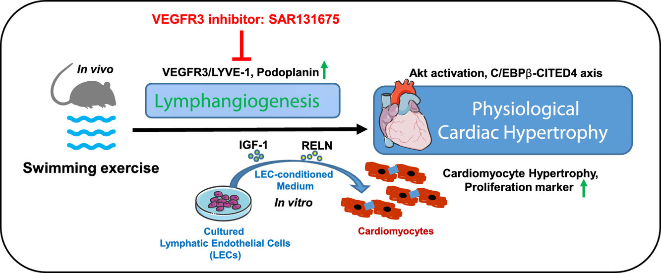 Lymphangiogenesis contributes to exercise-induced physiological cardiac growth_5