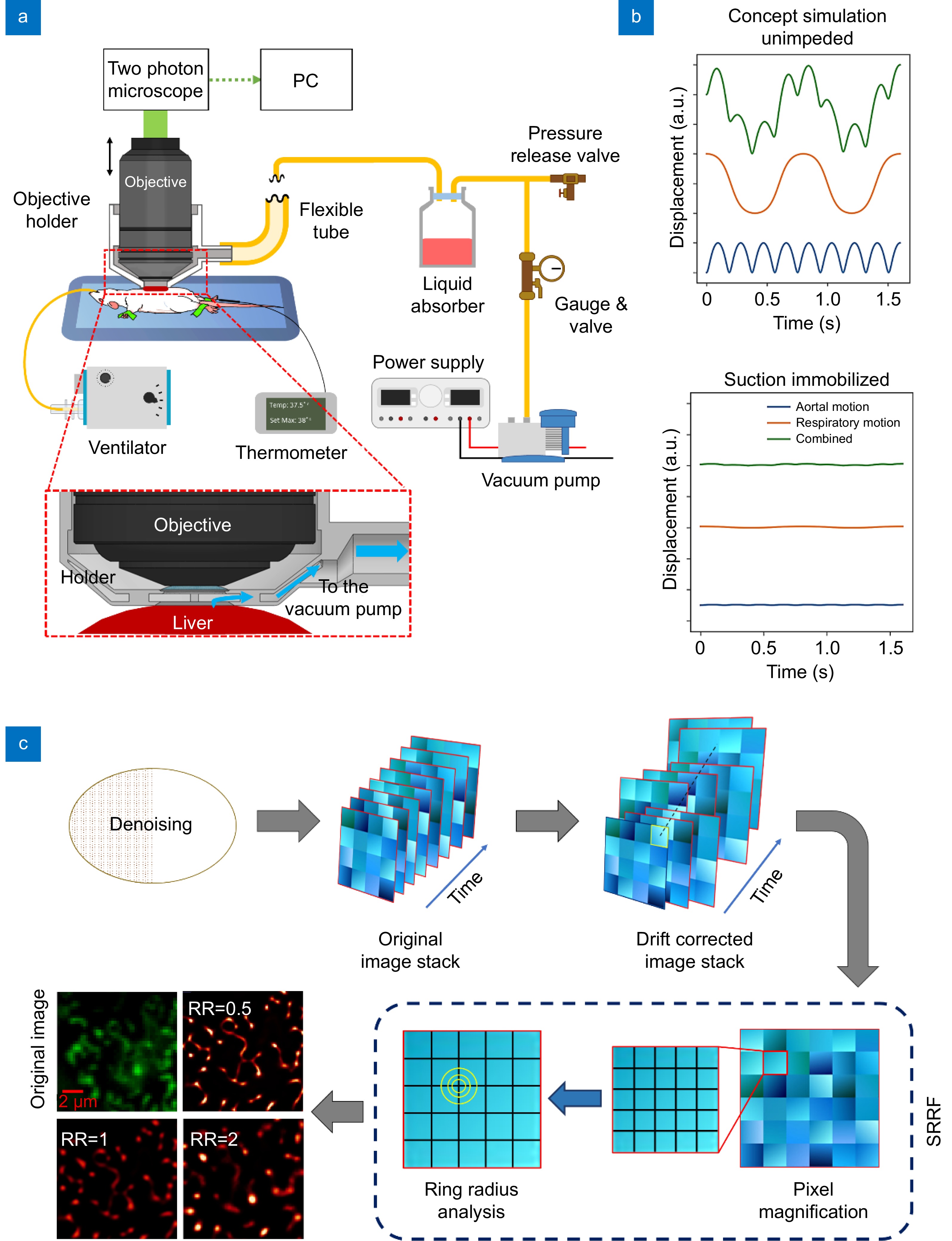 Multiphoton intravital microscopy in small animals of long-term mitochondrial dynamics based on super‐resolution radial fluctuations_4