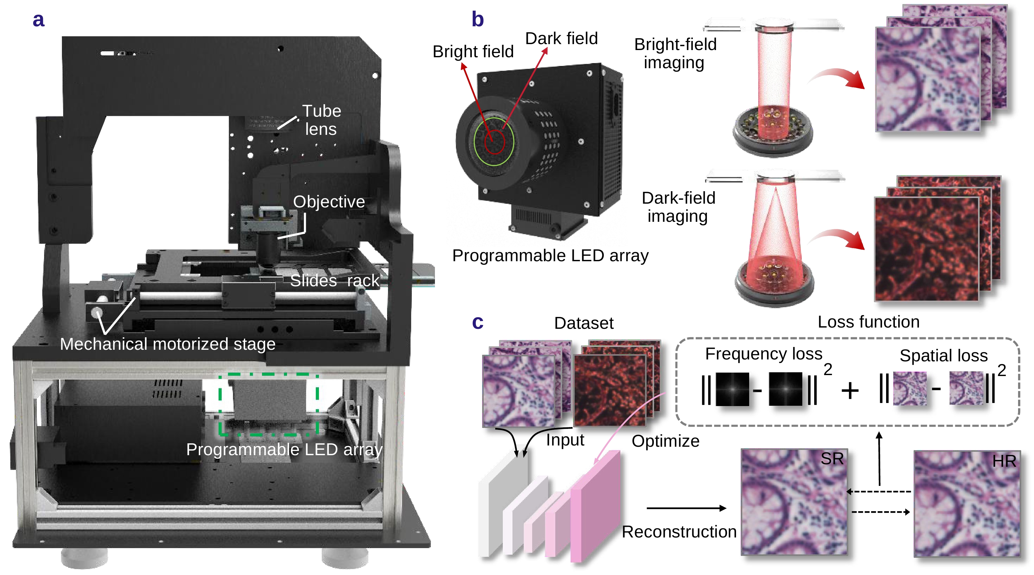 Learning from hybrid bright-dark field imaging for resolution-enhanced digital pathology_4