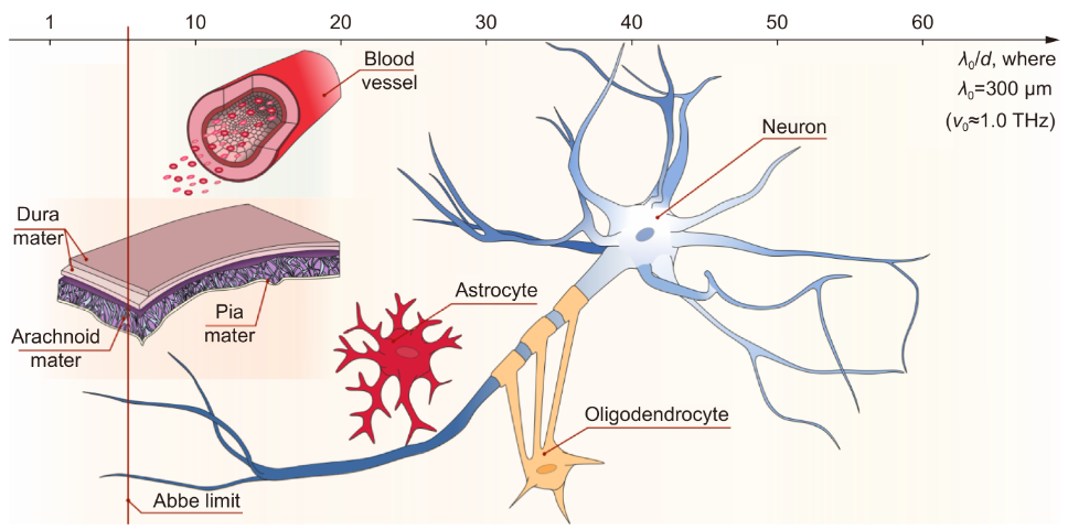 Terahertz technology in intraoperative neurodiagnostics: A review_3