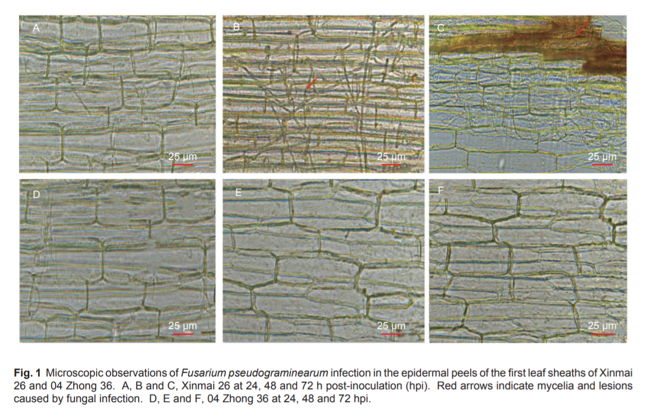 Identification of proteins associated with Fusarium crown rot resistance in wheat using label-free quantification analysis_4