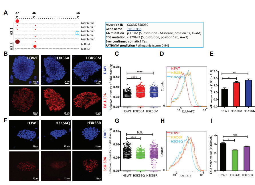 Incorporation of a histone mutant with H3K56 site substitution perturbs the replication machinery in mouse embryonic stem cells_4