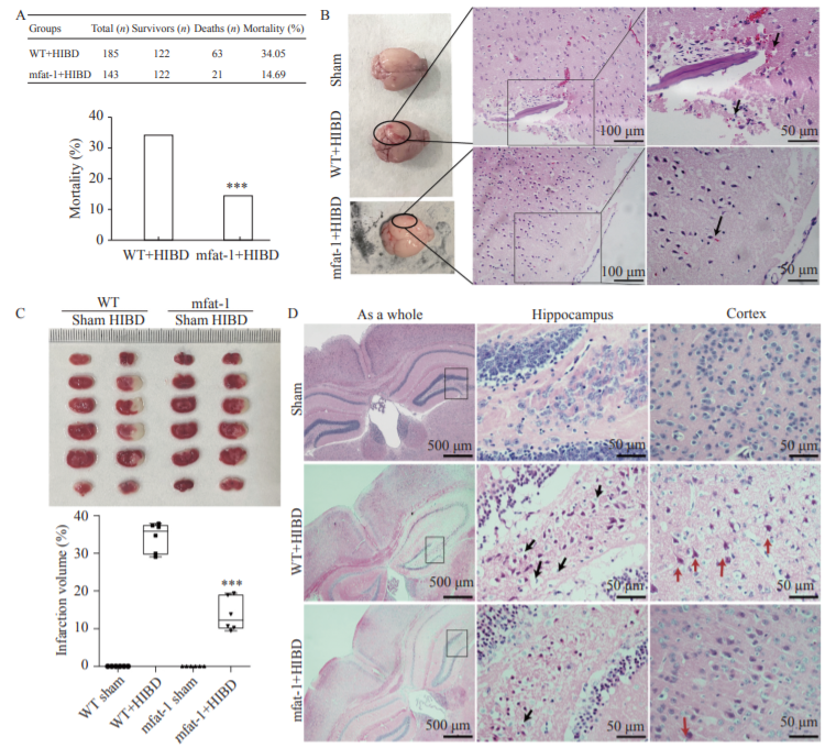 Protective effects on acute hypoxic-ischemic brain damage in mfat-1 transgenic mice by alleviating neuroinflammation_3