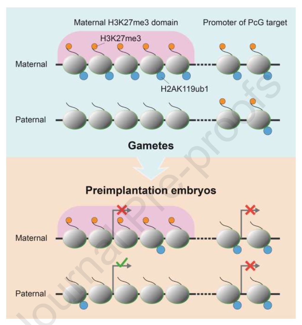 Division of labour: different tasks for PRC1 and PRC2 in preimplantation embryos_1