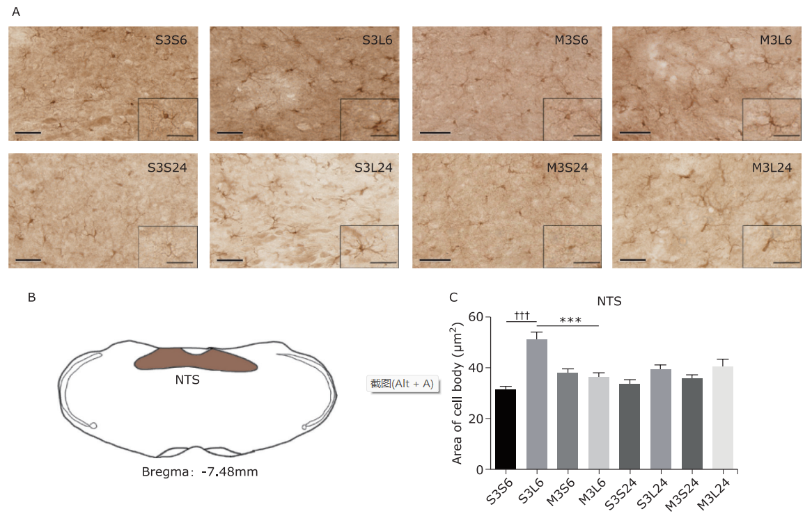 Minocycline Activates the Nucleus of the Solitary Tract-Associated Network to Alleviate Lipopolysaccharide-Induced Neuroinflammation_4