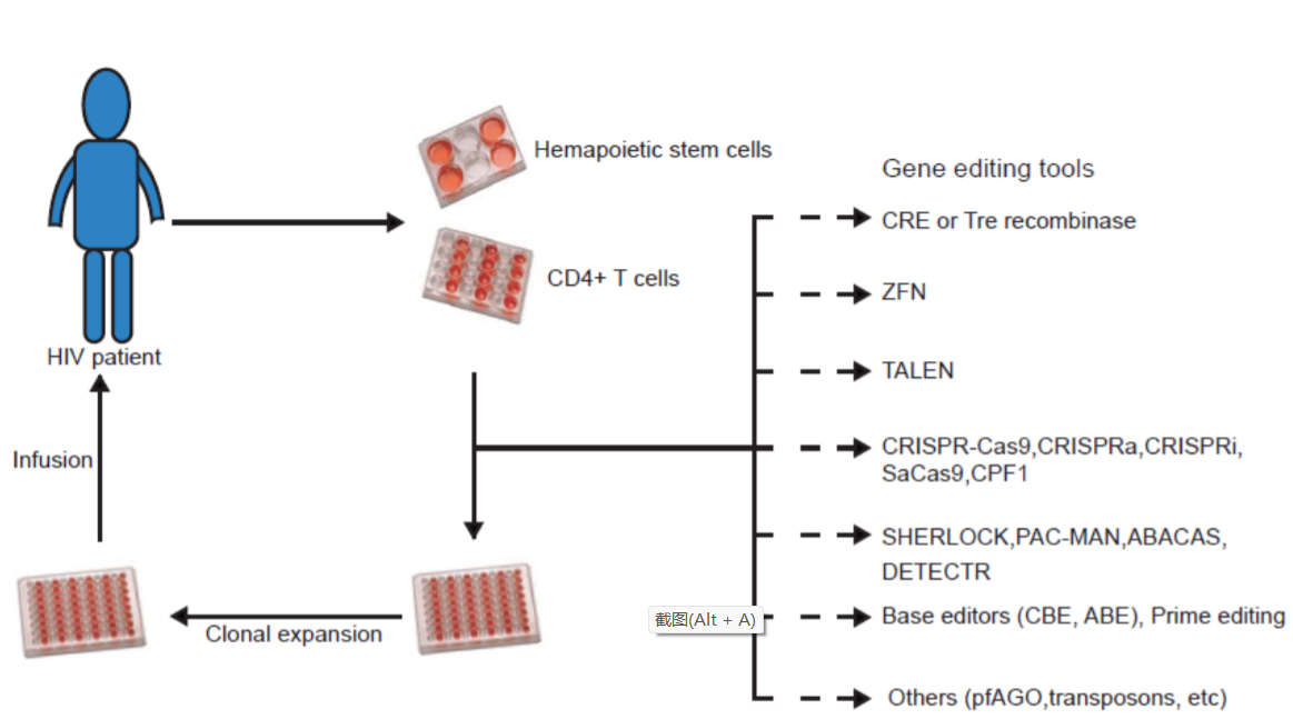 Updates on CRISPR-based gene editing in HIV-1/AIDS therapy_4