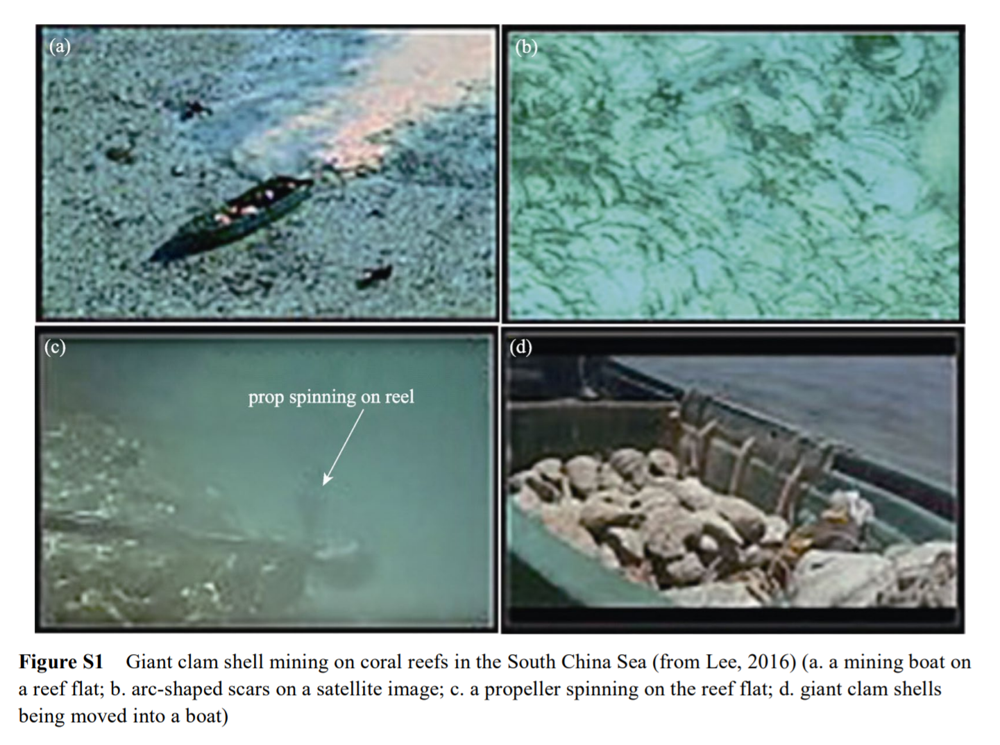 Substrate damage and recovery after giant clam shell mining at remote coral reefs in the southern South China Sea_3