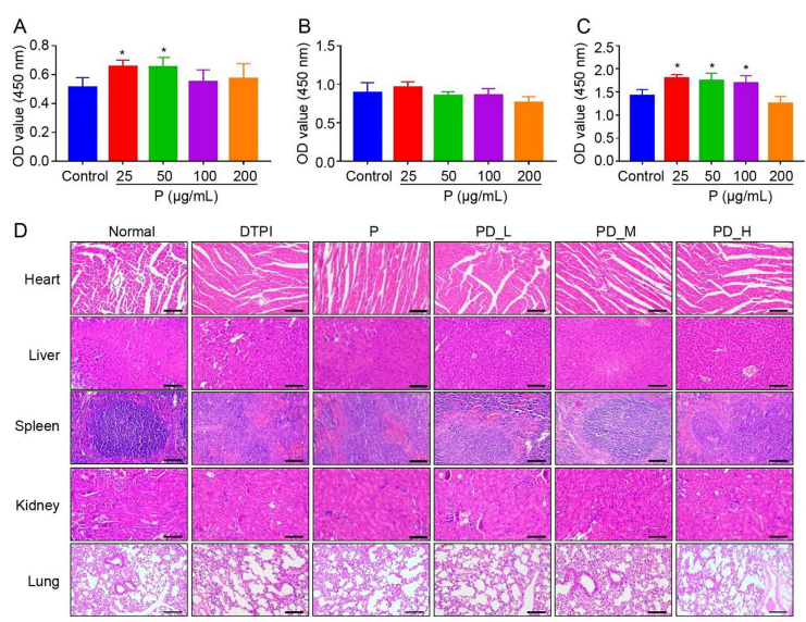 Extracts of Portulaca oleracea promote wound healing by enhancing angiology regeneration and inhibiting iron accumulation in mice_4