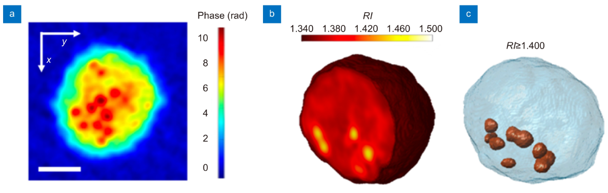 In-flow holographic tomography boosts lipid droplet quantification_3