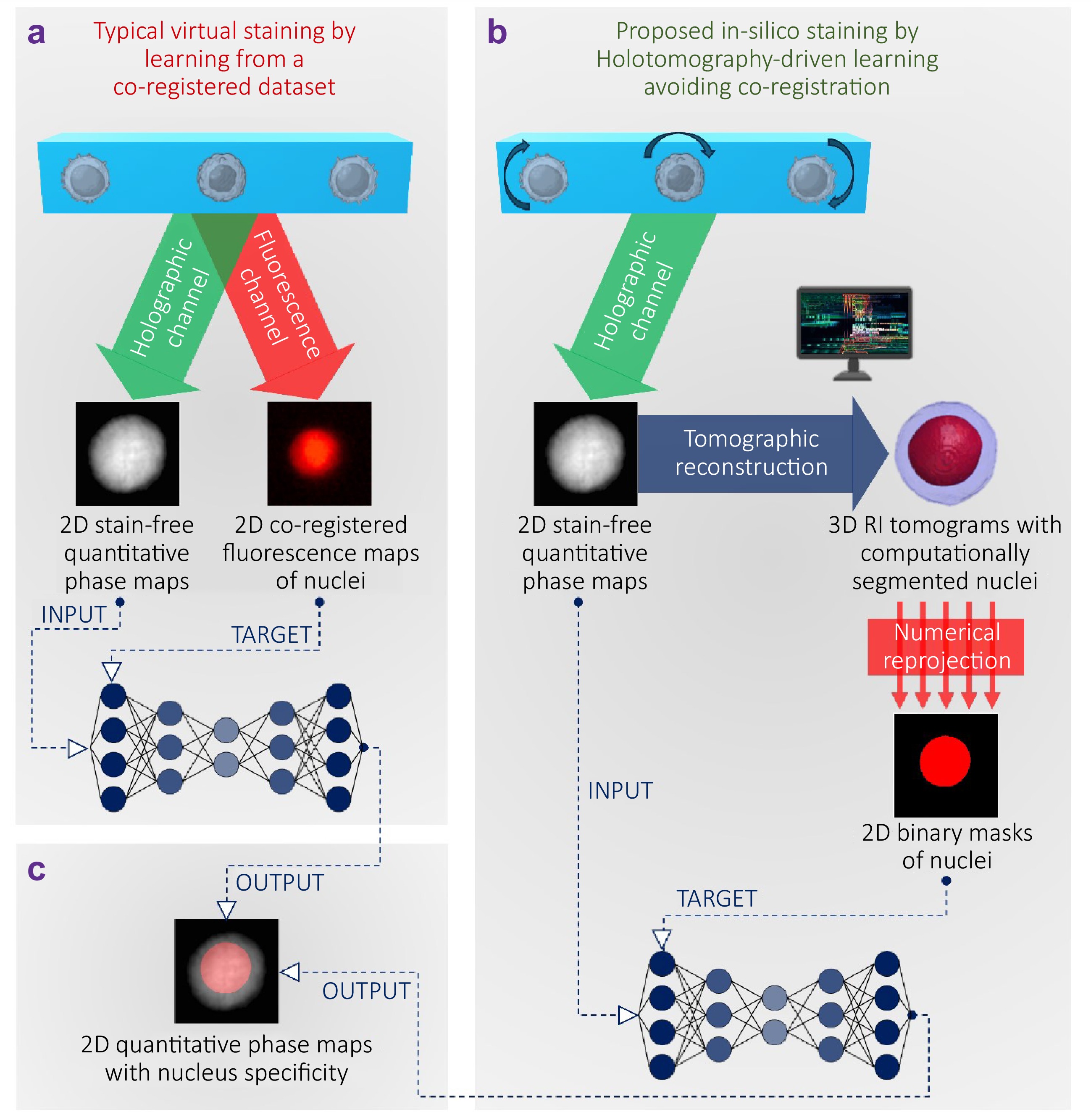 Holotomography-driven learning unlocks in-silico staining of single cells in flow cytometry by avoiding fluorescence co-registration_3