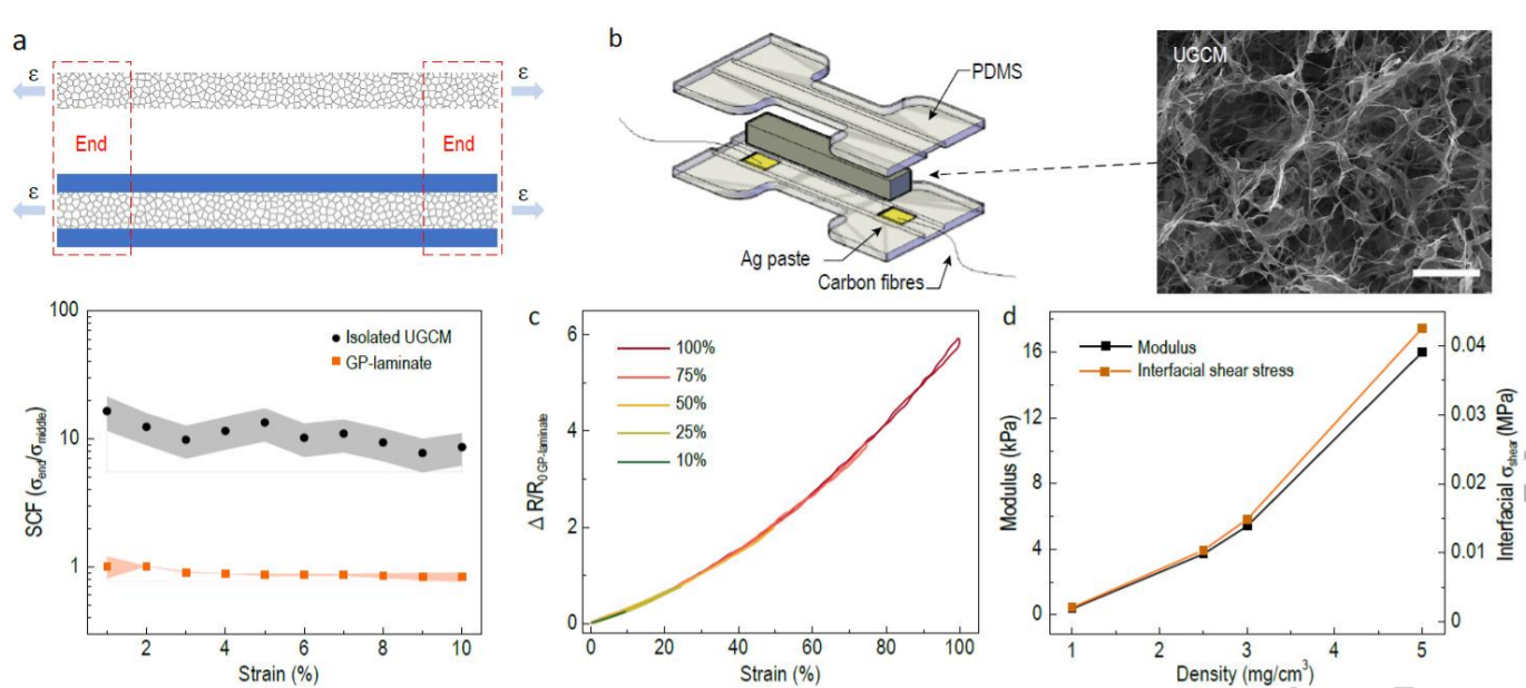 Detecting subtle yet fast skeletal muscle contractions with ultrasoft and durable graphene-based cellular materials_4