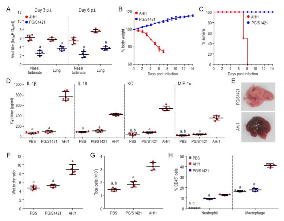 H7N9 virus infection triggers lethal cytokine storm by activating gasdermin E-mediated pyroptosis of lung alveolar epithelial cells_3